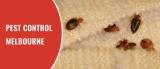 Termite Control Melbourne Free Business Listings in Australia - Business Directory listings logo
