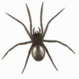 Spider Control Canberra Free Business Listings in Australia - Business Directory listings logo