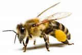 Bees Removal Perth Pest Control Perth Directory listings — The Free Pest Control Perth Business Directory listings  logo