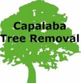 Tree Lopping Brisbane Southside Tree Felling Or Stump Removal Woolloongabba Directory listings — The Free Tree Felling Or Stump Removal Woolloongabba Business Directory listings  logo
