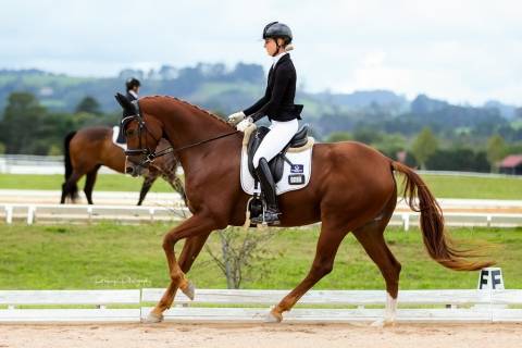 Greenhills Equestrian Horse Riding Berrima Directory listings — The Free Horse Riding Berrima Business Directory listings  Aiyana Levin  Dressage Rider & Trainer
