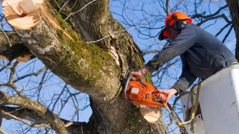 Casey Tree Removal Tree Felling Or Stump Removal Berwick Directory listings — The Free Tree Felling Or Stump Removal Berwick Business Directory listings  Casey Tree Removal ...