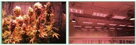 Buy Full Spectrum LED Grow Lights in Australia. Wigs Or Hairpieces Sydney Directory listings — The Free Wigs Or Hairpieces Sydney Business Directory listings  buy best led grow lights for growing plants.