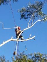 Complete Tree Experts Sydney Tree Felling Or Stump Removal Meadowbank Directory listings — The Free Tree Felling Or Stump Removal Meadowbank Business Directory listings  logo