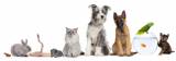 Oz Pet Minders Pet Care Services Pakenham Directory listings — The Free Pet Care Services Pakenham Business Directory listings  logo