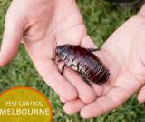 Pest Control Melbourne Pest Control Melbourne Directory listings — The Free Pest Control Melbourne Business Directory listings  logo