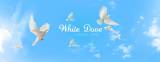 White Dove Funeral Care Funeral Directors Dandenong South Directory listings — The Free Funeral Directors Dandenong South Business Directory listings  logo