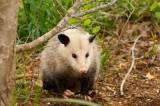 Possum Removal Canberra Pest Control Canberra Directory listings — The Free Pest Control Canberra Business Directory listings  logo