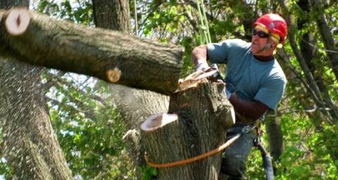 Tree Removal Adelaide  - Northern Tree Services  Tree Felling Or Stump Removal Angle Vale Directory listings — The Free Tree Felling Or Stump Removal Angle Vale Business Directory listings  tree removal Adelaide