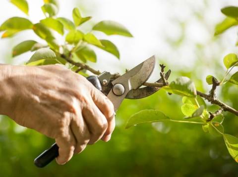 Absolute Tree & Garden Services Free Business Listings in Australia - Business Directory listings Seasonal Garden Makeover